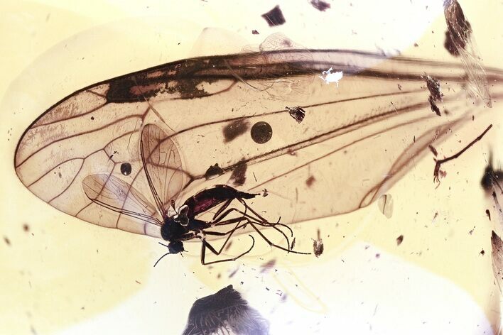 Fossil Dark-Winged Fungus Gnat and Crane Fly Wing in Baltic Amber #325477
